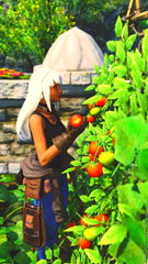 Fresh Tomatoes!
