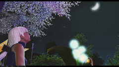 Under the Cherry Blossoms